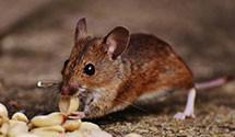24 Hour & Emergency Exterminators in Benton, OH
